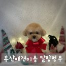 Pet salon | 꼼꼼함에 감동! 부산애견미용 말랑멍무, 스트레스 없이 예뻐진 우리 아이