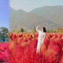 댑싸리 핑크뮬리 모종 키우기 차이점 명소 연천 임진강 댑싸리공원 이미지