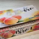진원농장 | 회사분께 뜻밖에 선물 받은 진원 불태산 차돌복숭아 솔직 후기 🍑 딱복파 기절하는 맛 🍑✨