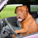 탑스동물병원 이미지