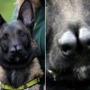 개귀여워 이미지