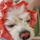 커몽커몽펫 이미지