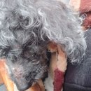 가온동물의료센터 이미지