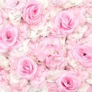 뮤플라워 이미지