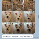 청원유치원 | &#39; 청주 애견목욕·호텔 추천 &#39; 너무 친절한 하이애견호텔&amp;유치원&amp;그루밍 솔직후기