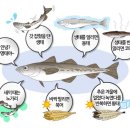 이모네아구찜