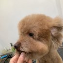 포커스 온 펫 이미지