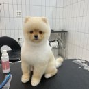 살롱드댕댕 이미지