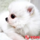 화이트 독 이미지