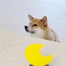 시뉴필름