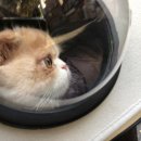 피카소 동물병원 이미지