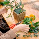 해나의정원 이미지