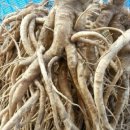 건강이농장 이미지