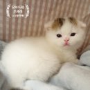 달보드레/루체레