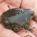 맹꽁이