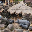 동문민박 이미지