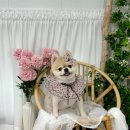 몽블리u | 대전 유천동 반려견미용 몽블리