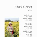 유채꽃향기처럼