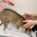 남창원동물병원 | 창원 강아지 심장 복부 초음파로 정밀검진 가능한 가음정 하늘동물병원