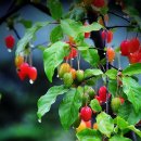 보리수마을 이미지