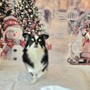 DOG깨비 강아지 미용실 이미지