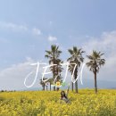 신례동로 | 휴애리 유채꽃 축제 제주 4월 가볼만한곳 추천 실시간 후기