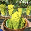 각산지 | 달고 아삭해서 재구매한 내돈내산 산지직송 샤사농원 샤인머스켓 후기_설선물 지인선물로 추천