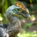 데이노니쿠스 | 최근 전 세계 인터넷에서 가장 화제라는 동물, 그 정체는?