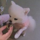 페리해피 이미지