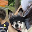 바닐라브릭 이미지