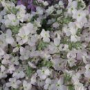 비단향꽃무 이미지