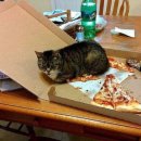 못말리는 고양이 이미지