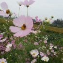 황소농장 이미지