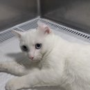 길동물병원 이미지