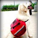 놀러갈개 이미지