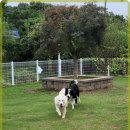 애견카페왕 이미지