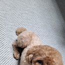 개런티 그루밍 이미지