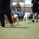 아이도그 이미지