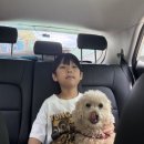 또블리 | 장산신도시 독앤걸즈, 2대째 내려오는 노하우로 엉킨 털 푸들 미용 스크래치 없이 완벽 케어!(놀이터...