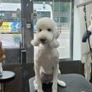 메종 드 펫 이미지