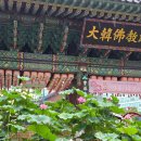 7월 15일(화) 종로구 조계사, 봉은사, 어린이대공원 연꽃 여행후기 이미지