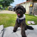 푸른가축병원 | 15kg 1살 반 수컷 강아지 중성화 수술 후기 | 비용·과정·이유