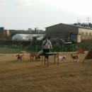 부산애견대학 이미지