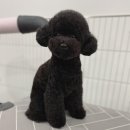 은봉애견 이미지