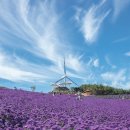 청화웰니스 | 2025 감악산 꽃별 여행: 보랏빛 물결 속으로 떠나는 가을 축제 꿀팁!