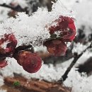 로즈마리 정원 이미지