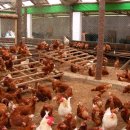 횃대둥우리 이미지