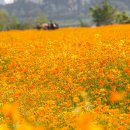 진정한 트롯가수 황영웅 이미지