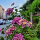 올리브가든 이미지