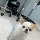 애견미용실 또이쁜댕 이미지